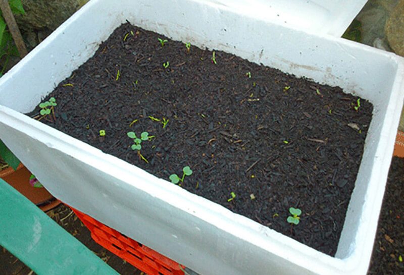 Đổ đất trồng hữu cơ vào ¾ thùng xốp (trước đó nên trộn đều đất với phân vi sinh) rồi gieo hạt.